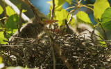 Green Herons, four nestlings