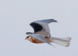 White-tailed Kite, juvenile, flying