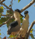 Black-crowned Night-Herons. pair at nest
