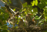 Green Herons, four nestlings