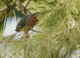 Green Heron, adult near nest