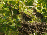 Green Herons, four branchlings