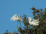 Snowy Egrets, adult (R) and fledgling