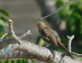 California Towhee, worn plumage