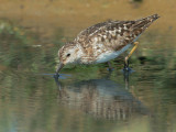 Least Sandpiper, breeding plumage