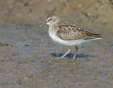 Least Sandpiper, juvenile