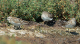 Western Sandpiper, juvenile, with Least Sandpipers
