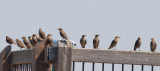 European Starlings, juveniles molting