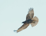 Red-tailed Hawk, juvenile, intermediate morph