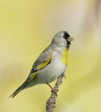 Lawrences Goldfinch, male