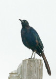 Great-tailed Grackle, first-cycle molting