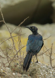 Great-tailed Grackle, first-cycle molting