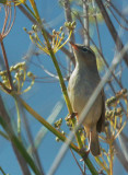 Dusky Warbler