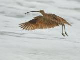 Long-billed Curlew, flying