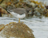 Surfbird