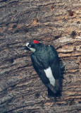 Acorn Woodpecker, female