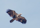 Bald Eagle, second year