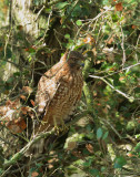 Red-shouldered Hawk, juvenile