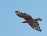 Red-shouldered Hawk