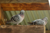 Rock Pigeons, at nest