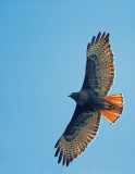 Red-tailed Hawk, intermediate morph