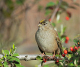 Golden-crowned Sparrow