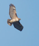 Red-tailed Hawk, juvenile