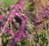 Annas Hummingbird, female