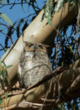 Great Horned Owl