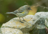 Yellow-rumped Warbler, Audubons