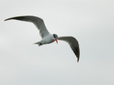 Caspian Tern, non-breeding plumage