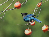 Stellers Jay