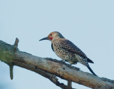 Northern Flicker, male red-shafted