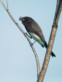 Black Phoebe, with yellowjacket