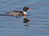 Red-breasted Merganser, male