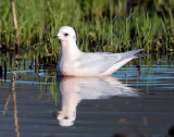 Rosss Gull, swimming