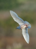 Rosss Gull, flying