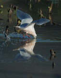 Rosss Gull, plunging