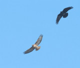 American Crow harassing Red-tailed Hawk