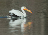 American White Pelican, breeding plumage