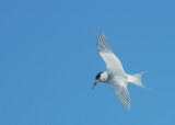 ForstersTern, non-breeding plumage