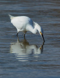 Snowy Egret, striking