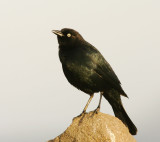 Brewers Blackbird, male