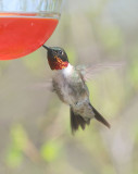 Ruby-throated Hummingbird, male