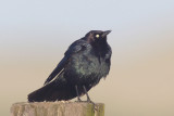 Brewers Blackbird, male