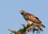 Red-tailed Hawk