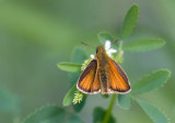 Hesprie des gramines / Thymelicus lineola / Euopean skipper 