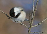 Mésange à tête noire / Poecile atricapillus / Black-capped Chickadee