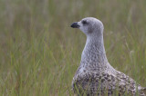 Goland marin - Larus marinus - Great Black-backed Gull