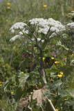 Branc-ursine (La grande berce) - Heracleum sphondylium